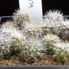 Copiapoa_krainziana_2